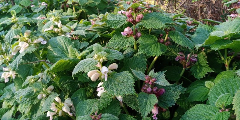 Lamium orvala Balm-leaved red deadnettle